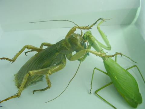 額入り昆虫標本 その他の昆虫