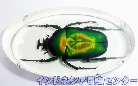 1/5新着-標本販売館 - PLANET OF BEETLE - uniqueemployment.ca